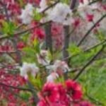 Profile picture of د. محمد علي حسن خلف